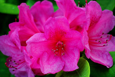 Close-up of pink flowers