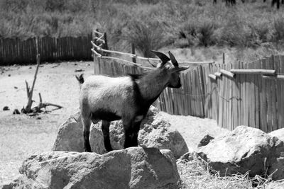 Goat standing by rocks on field