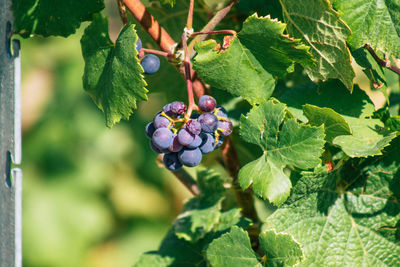 Close-up of berries growing on tree