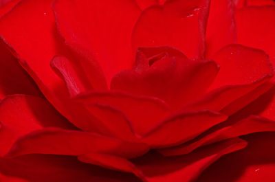 Full frame shot of red rose