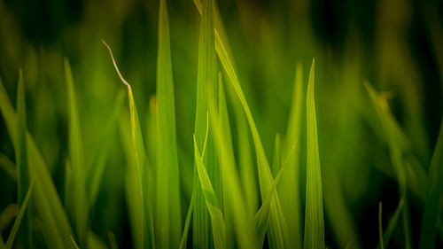 Full frame shot of bamboo on field