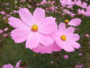 Close-up of pink cosmos flowers