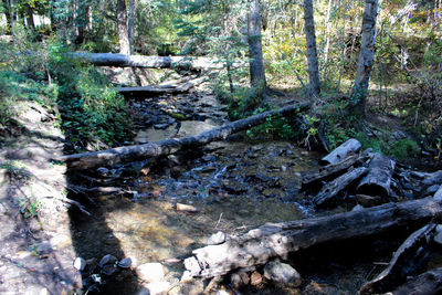 Trees in forest