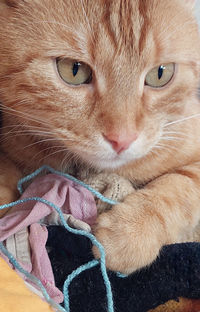 Close-up portrait of a cat