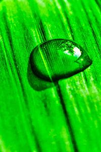 Close-up of green leaf with dew drops