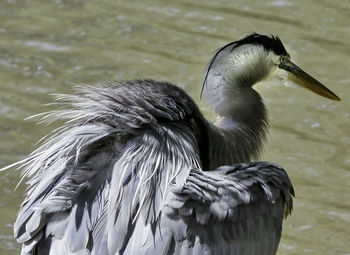 Close-up of birds flying over lake