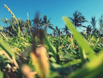 Close-up of grass growing on field against sky