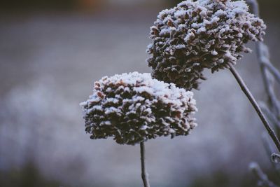 Close-up of white flowering plant