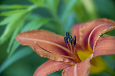 Close-up of day lily plant