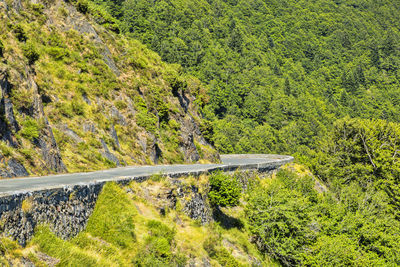 Road amidst trees in forest