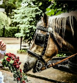 Close-up of woman holding flowers