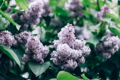 Close-up of purple flowering plant