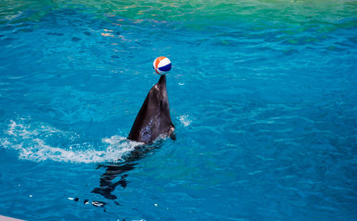 High angle view of duck swimming in sea