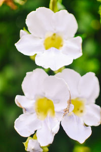 Close-up of white flowers blooming outdoors