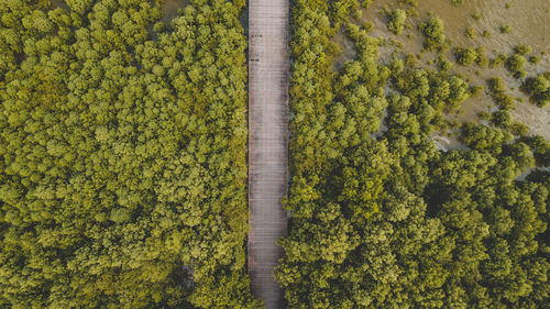 High angle view of plants growing on field