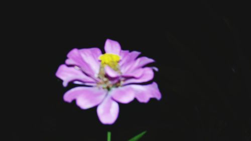Close-up of purple flower against black background