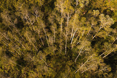 High angle view of trees growing on field