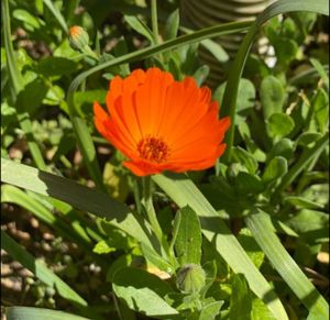 Close-up of orange flowering plants