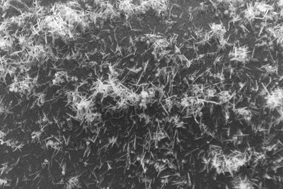 Full frame shot of tree