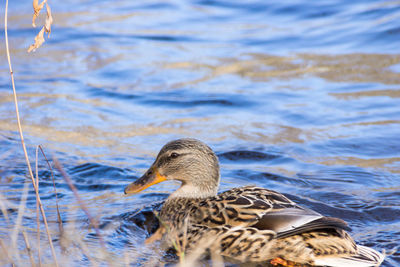 Mallard duck swimming in lake