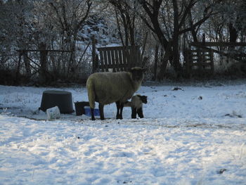 Horse on snow field against trees during winter