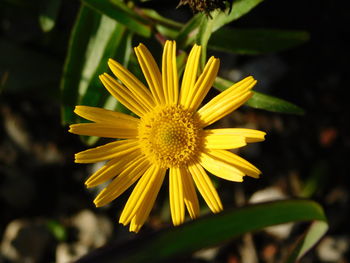 Close-up of yellow flower