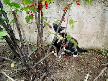 Close-up of cat on tree