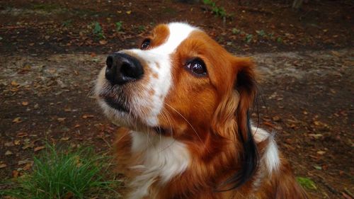 Close-up portrait of dog on field