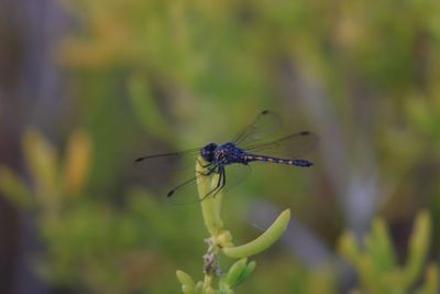 Close-up of dragonfly on plant