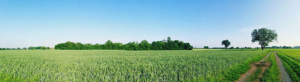 Scenic view of agricultural field against sky