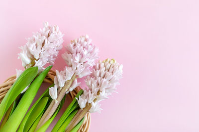 Close-up of pink flower plant against white background