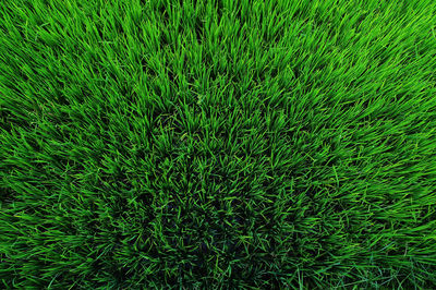 Full frame shot of fresh green field