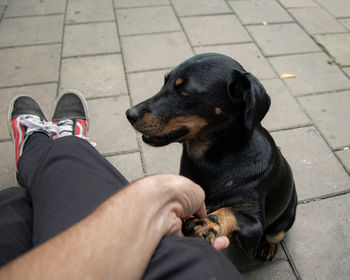 Low section of person with dog