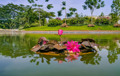 Pink lotus water lily in lake