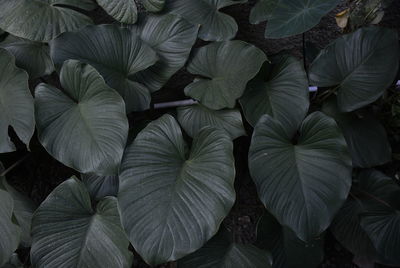 Full frame shot of leaves