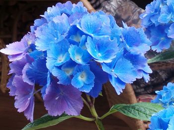 Close-up of purple flowers