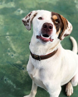 Close-up portrait of dog