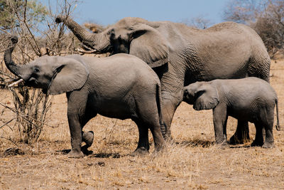 Side view of elephant in field