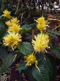 Close-up of yellow flowers