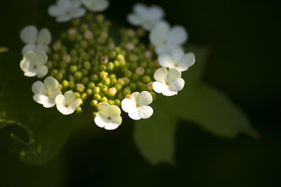 Close-up of white flowering plant