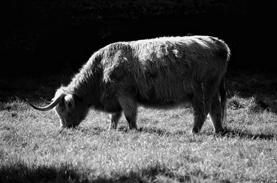 Sheep in a field