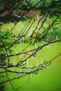 Close-up of spider web on tree