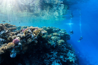 Aerial view of coral swimming in sea