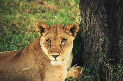 Portrait of lion on field