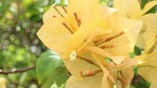 Close-up of yellow flower blooming outdoors