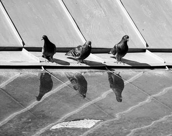 High angle view of pigeons perching in a water
