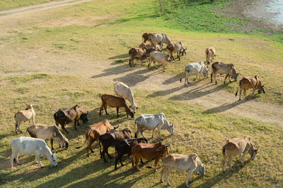 High angle view of horses on field