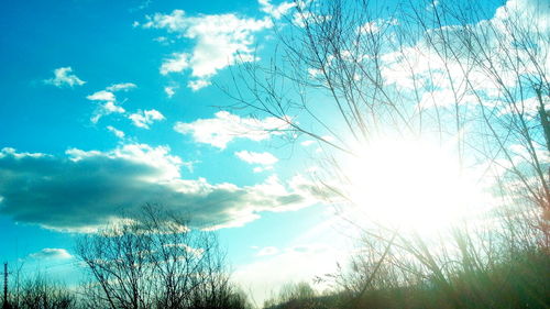 Low angle view of trees against sky