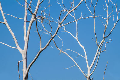 Low angle view of bare tree against clear blue sky