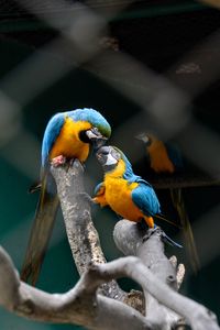 Close-up of parrot perching on branch